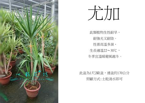 象腳王蘭風水|【家庭植物風水】專家解析 